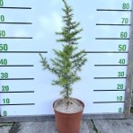 Céder úzkolistý (Cedrus libani) ´FASTIGIATA´ - výška 60-80 cm, kont. C5L 